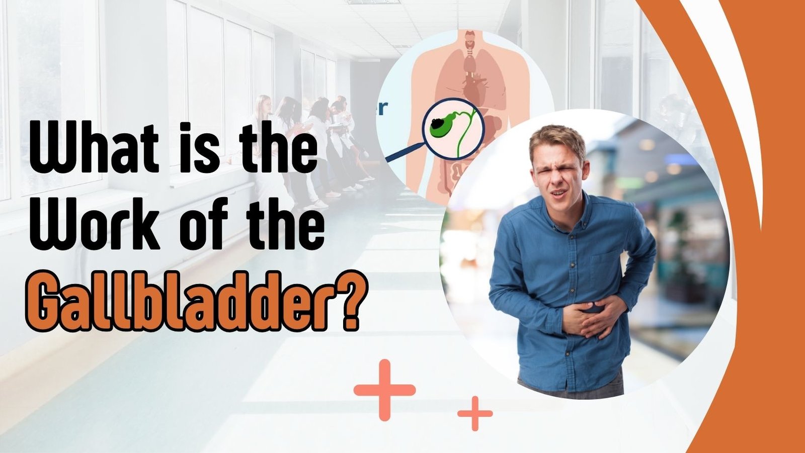 What is the Work of the Gallbladder?
